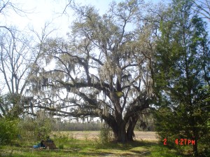 home - headquarters tree