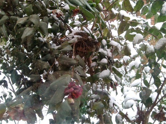 window - dining room bird's nest