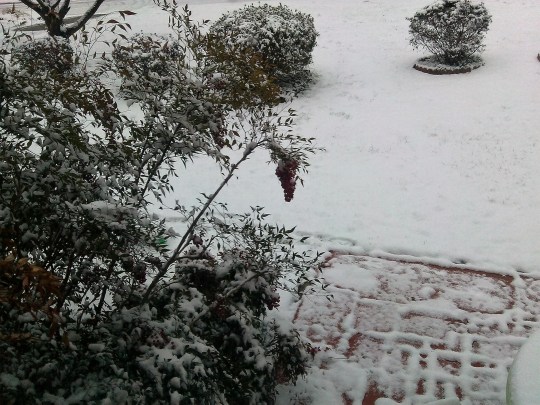 window - Mica's room berries