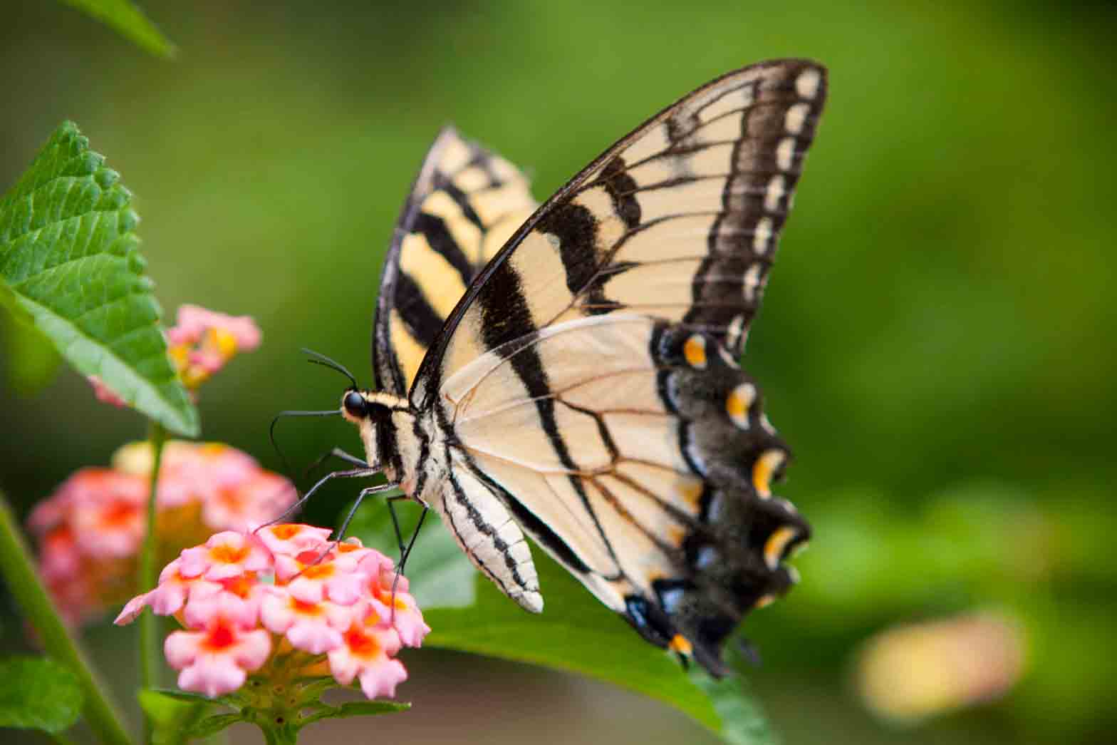 butterfly starlagraph