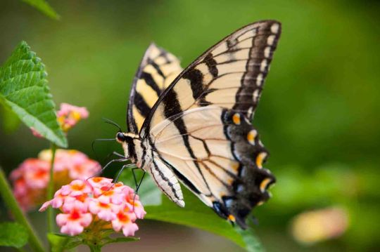 butterfly starlagraph